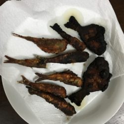 大磯港でサビキ釣り