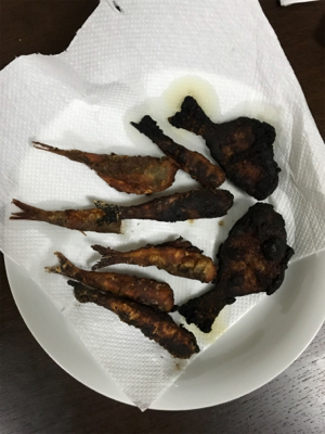 大磯港でサビキ釣り