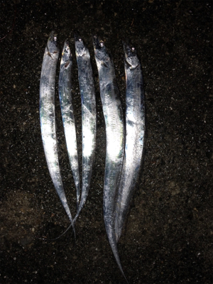 ようやくシーズン突入