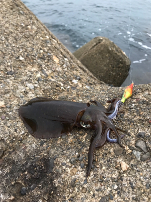 早朝エギング、今期二回目