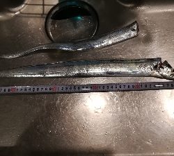 タチウオワインド