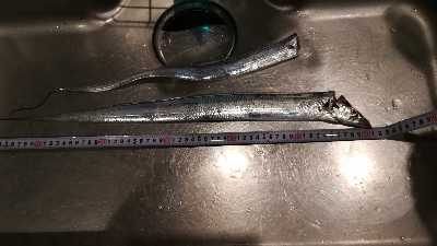 タチウオワインド