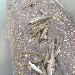 ハゼ釣り面白い！