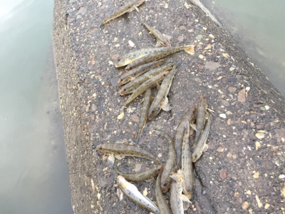 ハゼ釣り面白い！