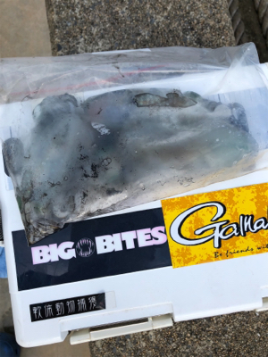 しまなみエギング そろそろ本番