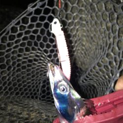 久しぶりフラップでの釣果