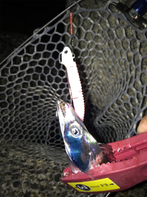 久しぶりフラップでの釣果