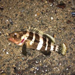 親父たちの釣行第11弾