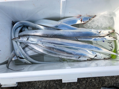 ミニタチウオ祭り