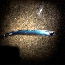 指4本の太刀魚も