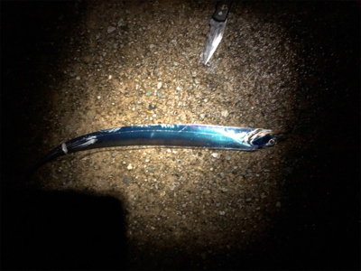 指4本の太刀魚も