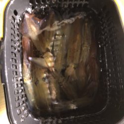 日本海イカメタル