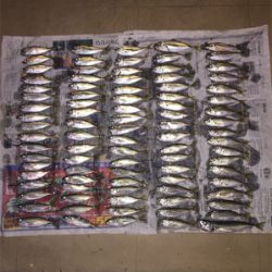 爆釣釣りガール