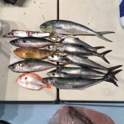 若狭和田沖 五目釣り&イカメタル