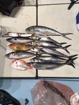 若狭和田沖 五目釣り&イカメタル