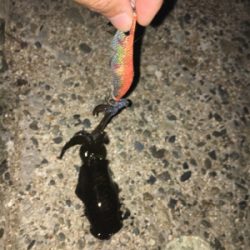 ランガンエギング