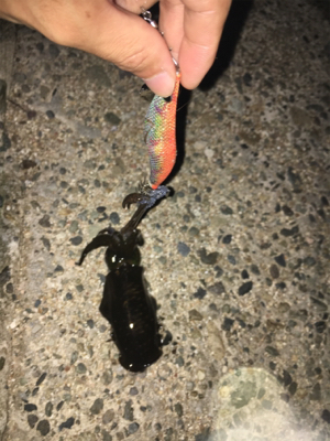 ランガンエギング