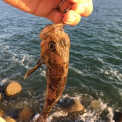 朝は全くアタリなし！