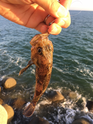 朝は全くアタリなし！