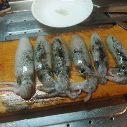 秋イカシーズン開始!