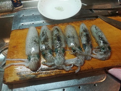 秋イカシーズン開始!