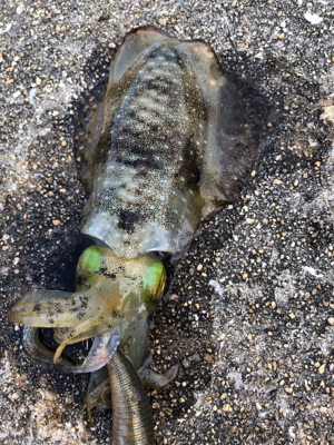 しまなみエギング 2日連続釣行