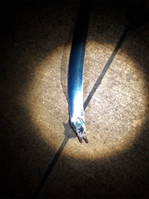 スローワインド!