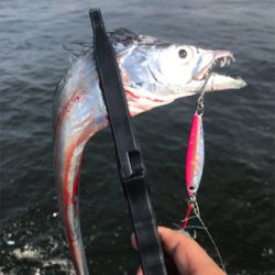 美味しいサカナたち