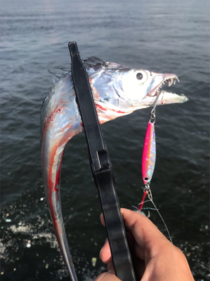 美味しいサカナたち