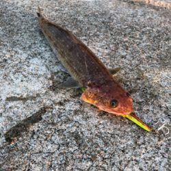 予想外の5目達成