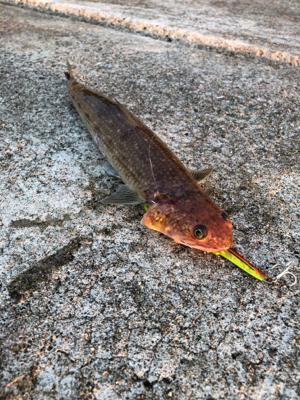 予想外の5目達成