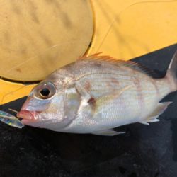 初和歌山、初アジング