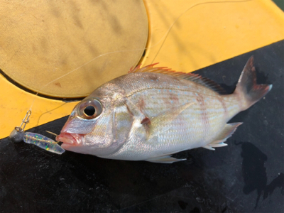 初和歌山、初アジング