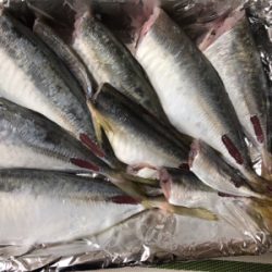 鯵 VS 鯖&太刀魚