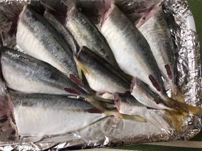 鯵 VS 鯖&太刀魚