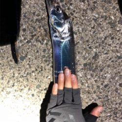 タチウオ確変中!