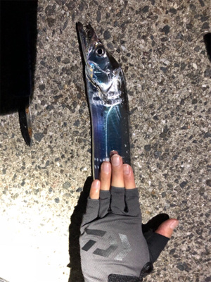 タチウオ確変中!