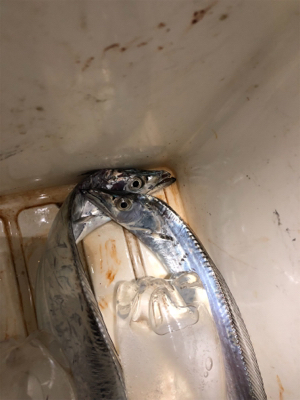 太刀魚のバス持ち