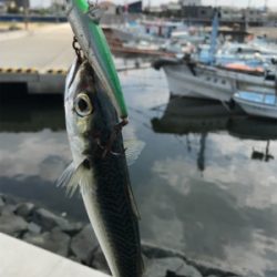 久しぶりのポイント