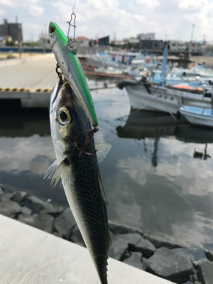 久しぶりのポイント