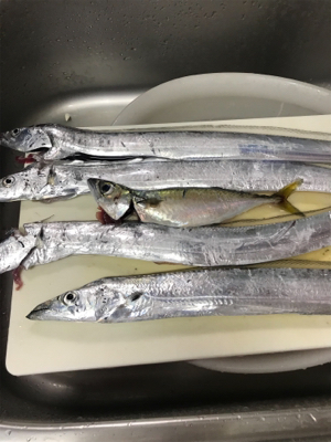 太刀魚ウキ釣り