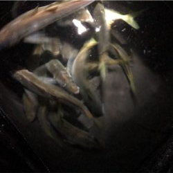 快調アジング♪