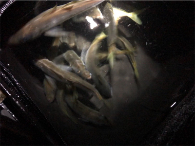 快調アジング♪