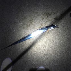 タチウオゲーム泉南好調