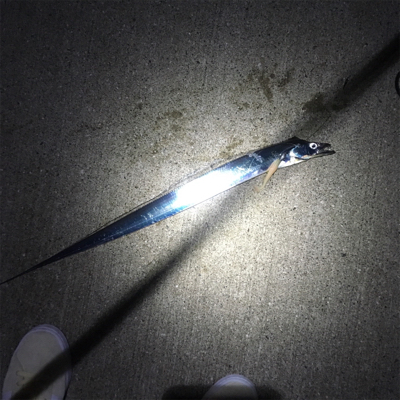 タチウオゲーム泉南好調