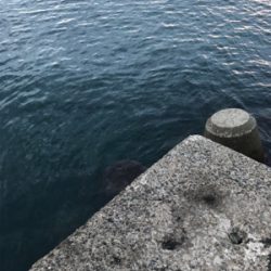 初の地磯エギング