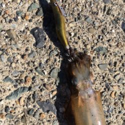 渋過ぎエギング