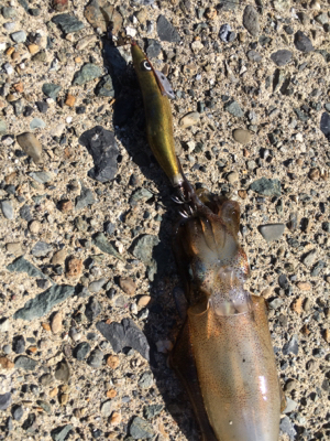 渋過ぎエギング