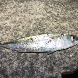 タチウオ＆サバ