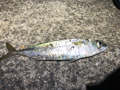 タチウオ＆サバ